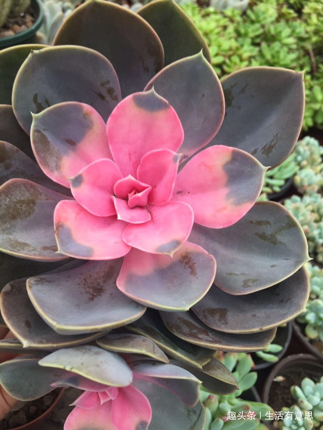 它们，形相似，名有别，肉一样，色不同，几款多肉“莲花”好爆盆
