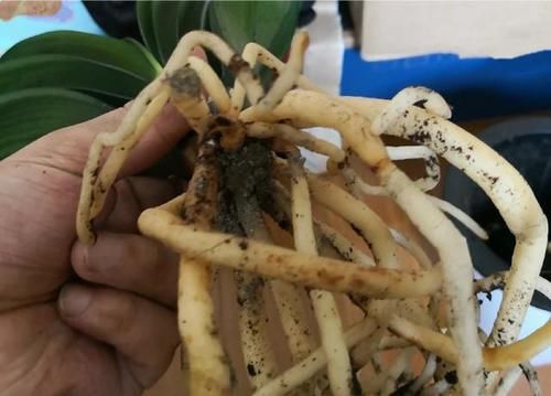 柳树枝用水泡多久能浇花生根？君子兰几月换盆好？