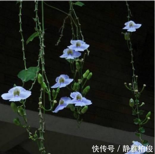 养护|这5种花种在家里一不小心就变成了花海