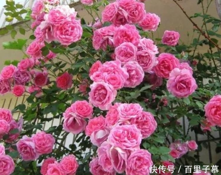 4种花养家里,好养又漂亮,开花多又艳,喜庆又旺运!