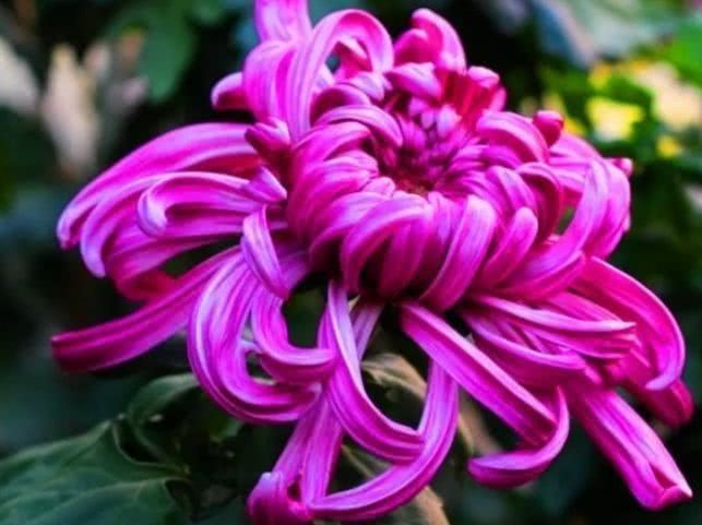 喜欢菊花,不如养盆“珍稀名菊”,花开高贵,柔美雅致!