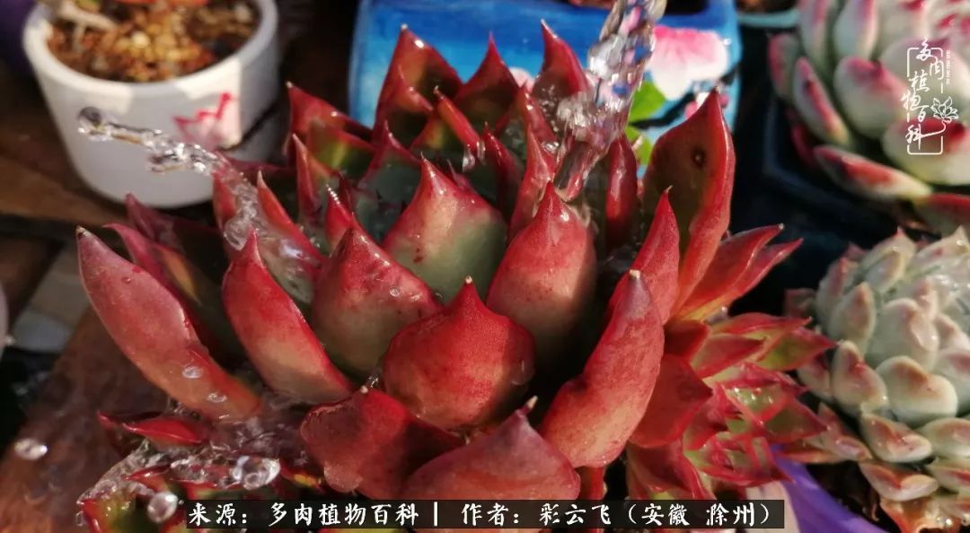 浇水后的多肉,照片秒变“照骗”!却被“骗”得很开心!