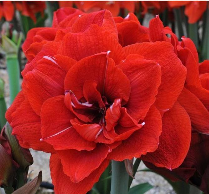 4种花是“爆盆能手”,开花多又漂亮,随便一养成花海!