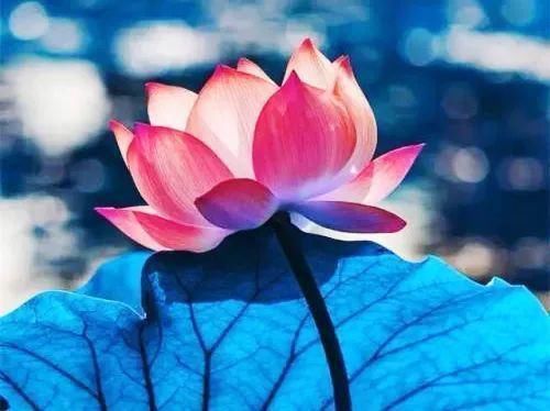 天花&原来这三个意境无比美丽的成语来自佛教,看完心境都美了