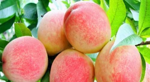 养肝|男人要养肾,女人要养肝,3种食物,养肝护肝,排毒养颜,美容