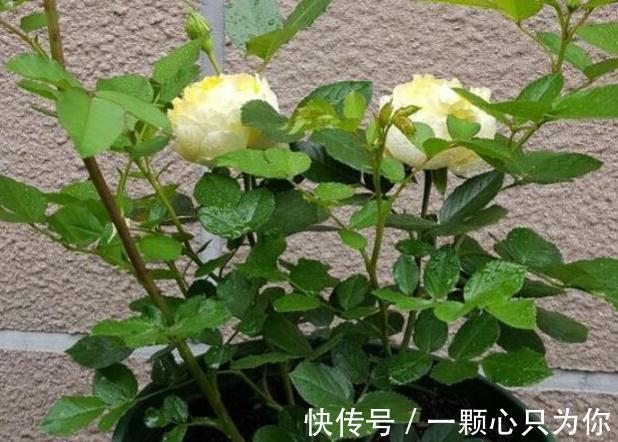 生根|月季扦插繁殖为什么总会烂根,学会5个方法,避免插条烂根失败