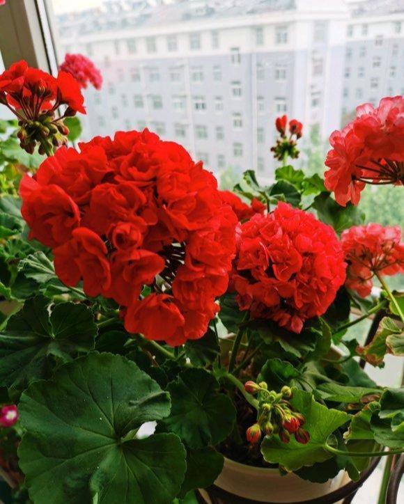 5种花卉，叶子臭味大，开花美醉了，炒菜太好吃了