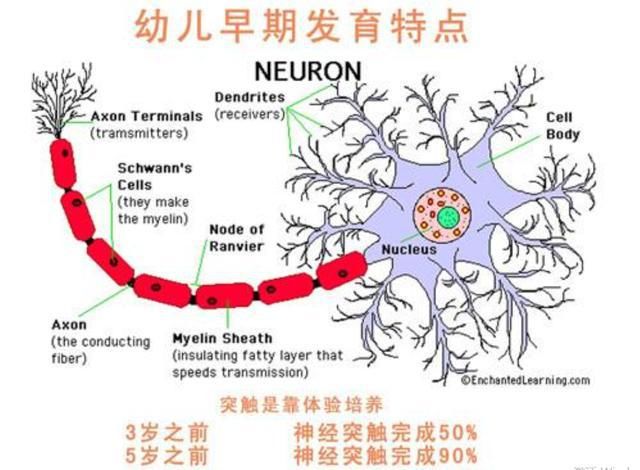 父母|研究表明：孩子10岁前，有三次“变聪明”的机会，父母要抓住