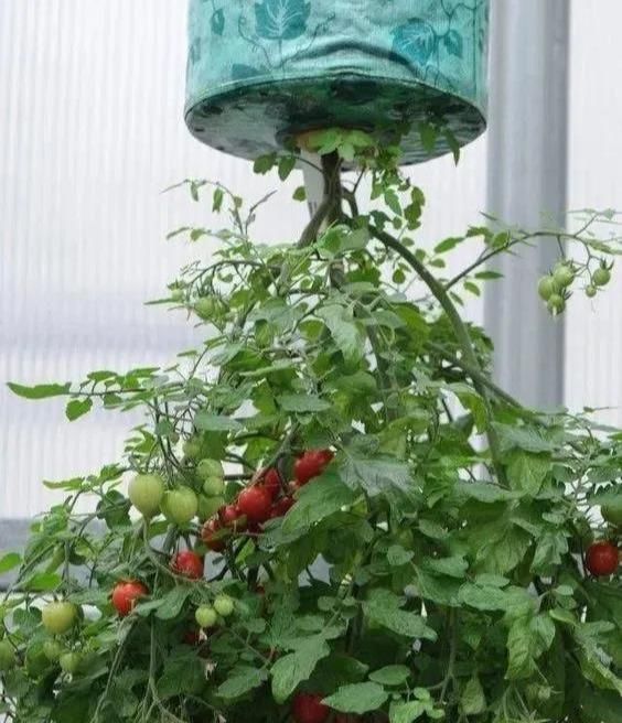 植物|没地种花种菜,没时间浇水几个塑料瓶就能解决,DIY变废为宝