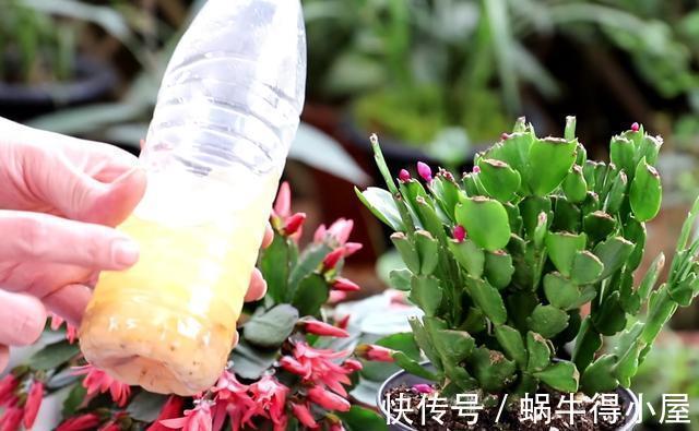 蟹爪兰|蟹爪兰要会“掐”，掐了新叶好处大？掐不对，一年不开花