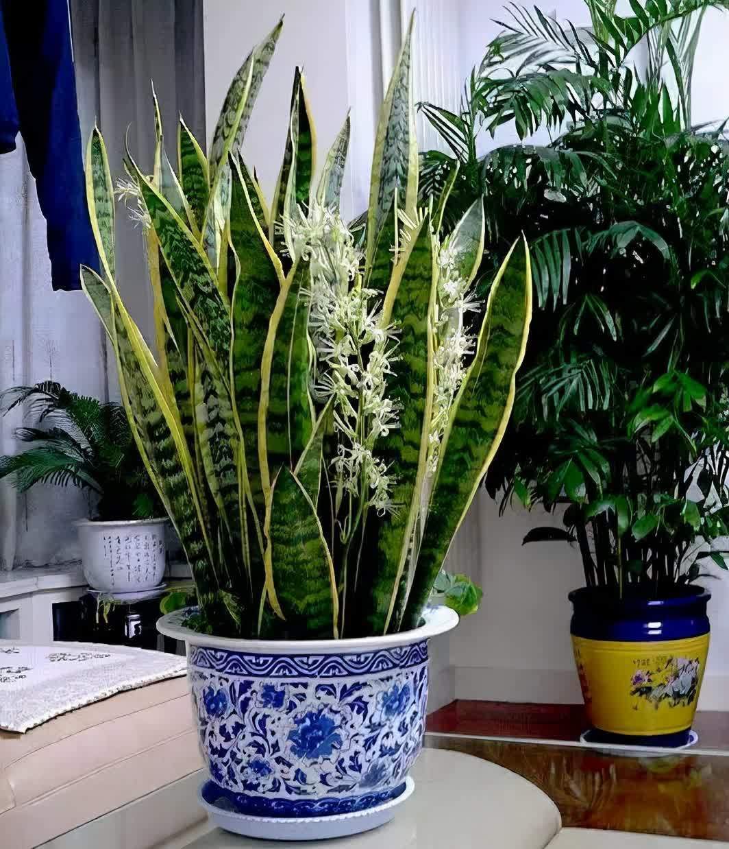 土壤|立春后,虎皮兰迟迟不出芽怎么办?满足4点,侧芽接连往外冒