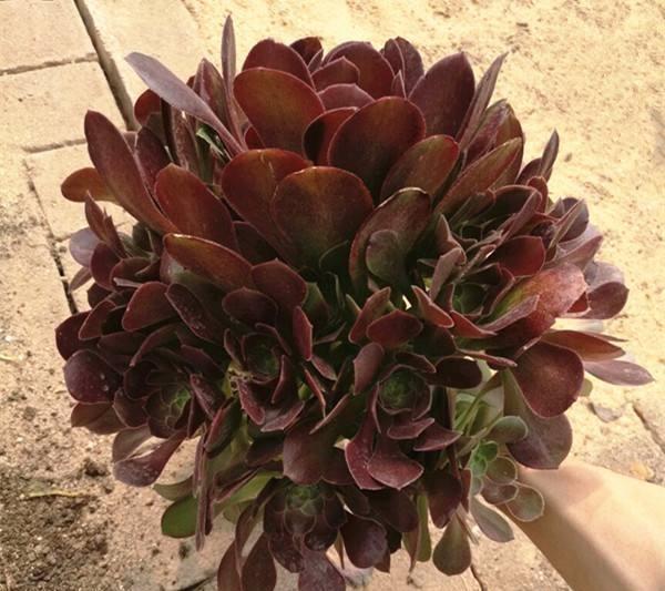 多肉界的“大魔头”黑法师,养护就3点,一年窜了半米高,变老桩