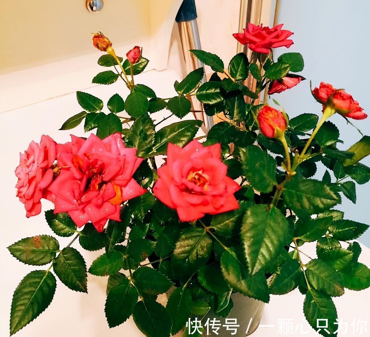 盆栽月季如何修剪?记住2点,更勤花,花型标准又漂亮