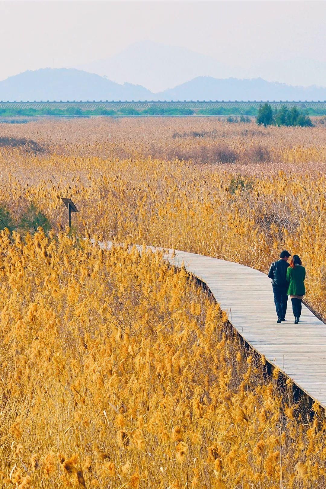 打卡|抓紧打卡！“浙”7个绝美赏芦胜地，浓缩了整个冬日的浪漫~