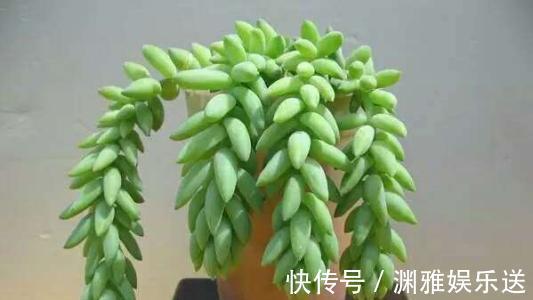 多肉植物|7种多肉，一养就爆盆，长长垂下来，变成“肉瀑布”，美煞人