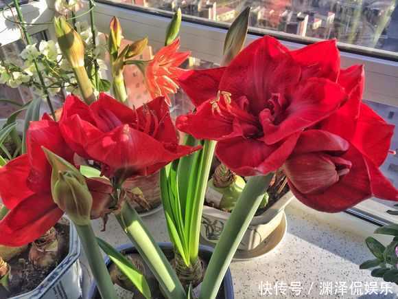 风信子|盛夏养花，就养这4款四季能开花，颜值高，又好养的花，懒人大爱