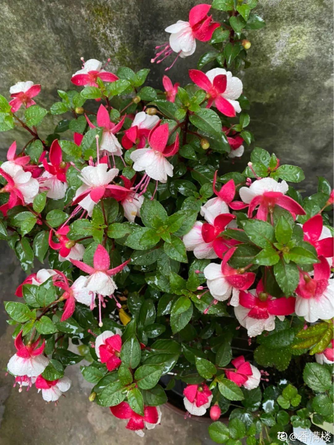 花苞|公认难养的花，养一盆死一盆，从来没有养活过！