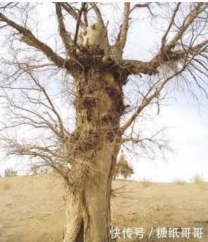 中药|关于有中药成分的牙膏,最近很多对话是酱样子的——