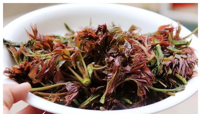 红芽|凉拌香椿芽时,需要先焯水吗?教你好吃的做法,香椿芽鲜美又入味