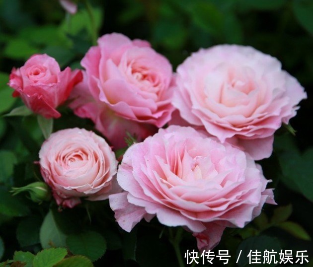 喜欢在家中养护花卉,就选择长势茂盛,花色艳丽,开花繁多的花卉