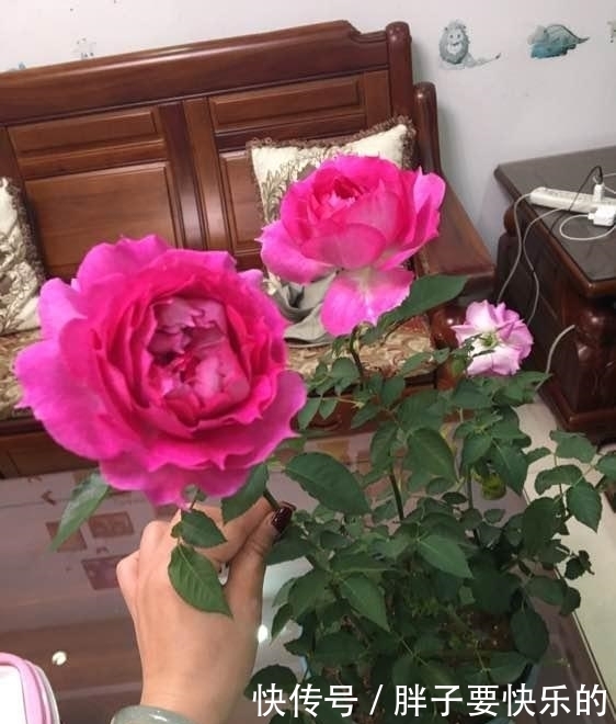 天方夜谭|比香水还香的盆栽,比茶花牡丹还要美,花色艳丽,每人都要养一盆