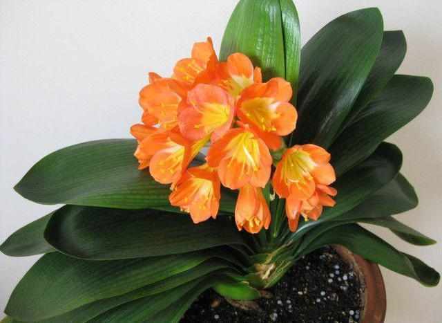 君子兰|用这种“土”养君子兰,不用管也生长快,叶子肥厚,花又大又艳