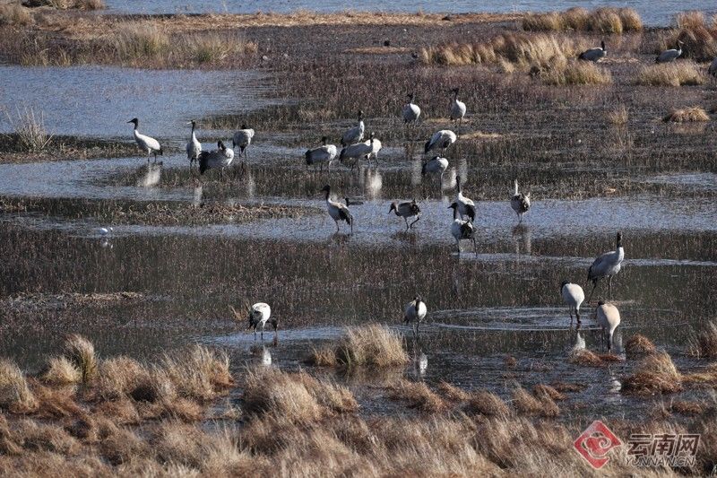 昭通市|云南：巧家马树湿地栖息黑颈鹤达169只