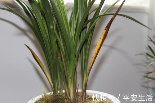 养护|家里花草容易“干尖”4个原因要知道，用3个方法能预防