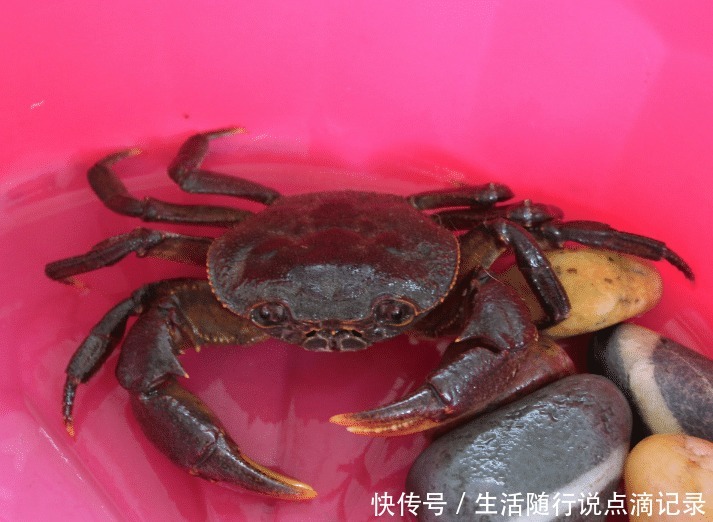 方法|保存螃蟹,不要直接放冰箱!老渔民教你简单方法,放7天还是活的