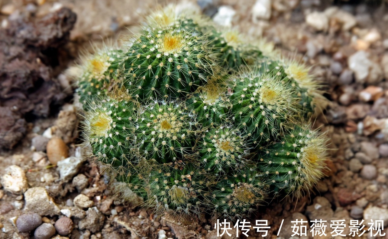 浇水|它们是“耐旱花”,盆栽1、2个月浇水1次,轻松花开满树