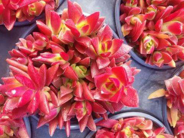 出锦的多肉更漂亮,可惜大多数肉友不知道,做好2点养出锦化多肉