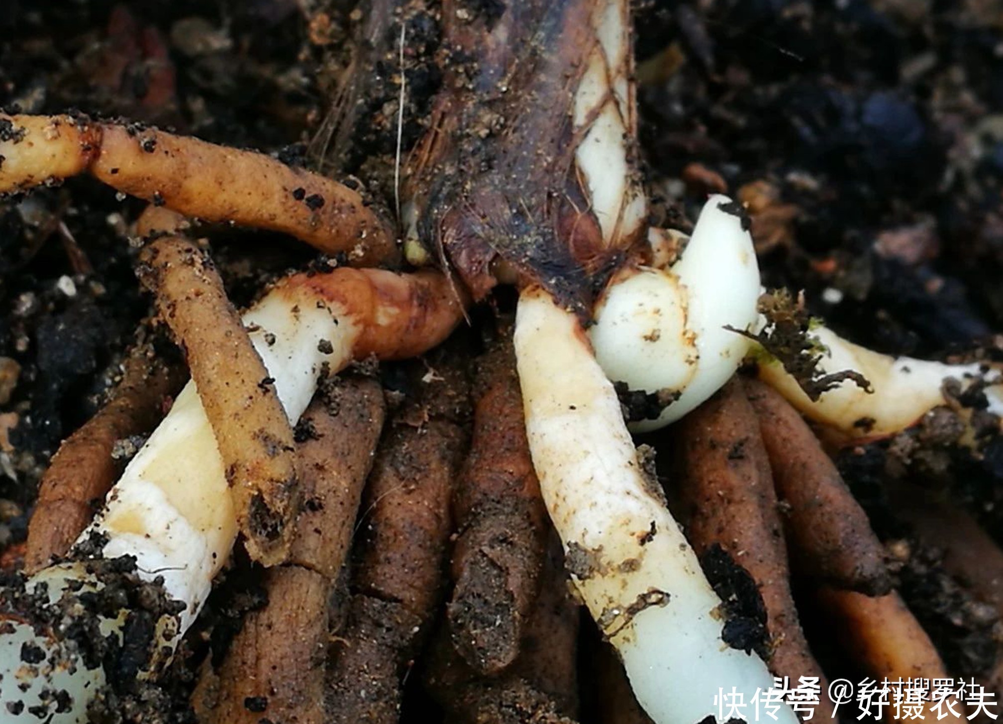 兰花|五月份的兰花最怕什么?施肥操作不当,15天兰花根烂苗枯