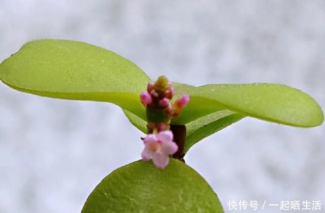 金枝玉叶开花了,特罕见,比雅乐之舞还美!金枝玉叶开花了,特罕见,比雅乐之舞还美!