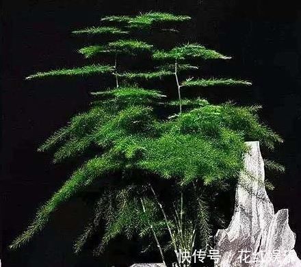 磷长花|想要文竹长的旺,最好施什么肥?知道一点施肥再也不犯难!