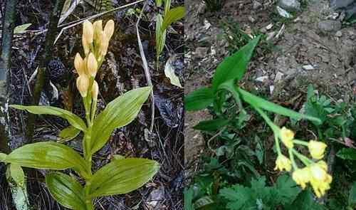 在野外看到种花不要乱挖