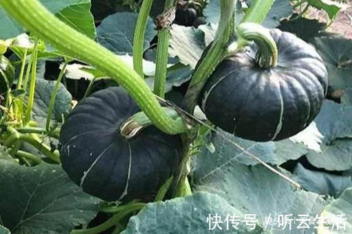 味儿|奇了！南瓜吃出板栗味儿，蒸着吃又面又甜，全家老少都爱吃