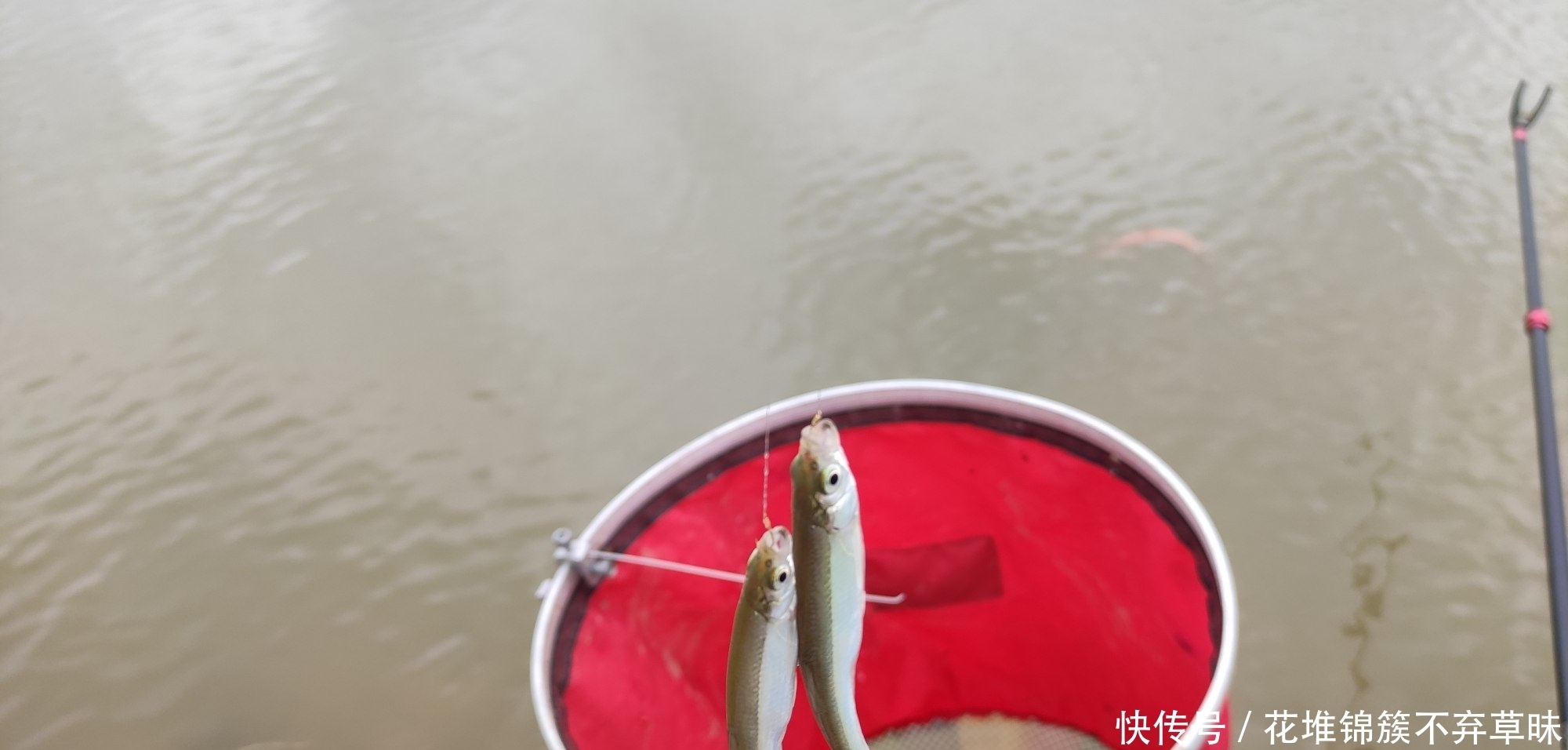 解决小杂鱼“闹钩”的奇葩招数,这招叫以毒攻毒,钓鱼人完胜