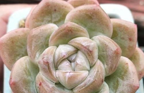 寒潮来袭，阳台养的多肉出现“这3级”冻伤，别扔掉还有救！