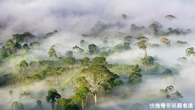 二氧化碳 想想都是可怕！气温超过18°C，C3植物就开始变成有害了