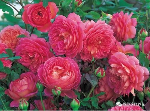 养花的旧土别扔，一招巧变新土，肥沃透气，花儿蹭蹭长！