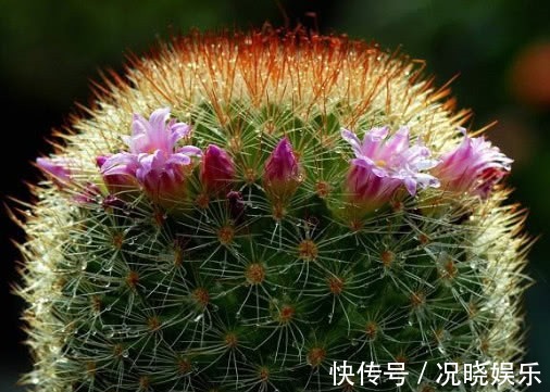 多肉玉翁怎么养教你3个盆栽小妙招,养出最绚烂多姿的玉翁