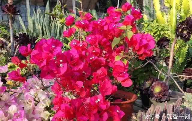 6种花就得现在买,养到夏天就能开爆,越热开花越多