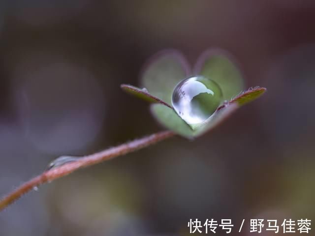 亮度@马未都:夜明珠亮如白昼?别听电视剧瞎侃,看看我这颗你就明白了