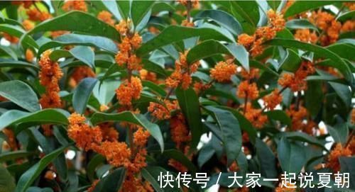 桂花树|4种花养阳台,旺财又镇宅,还能四季开花,花开不停歇,多彩多姿