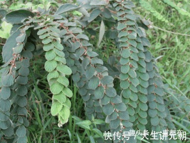 猪肝菜|农村几种野草是美味养生菜,用于肝脾肿大,关节炎,月经不调