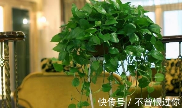 花草|都知道啤酒养花好,然而,没掌握住“浓度配比”却会出大事