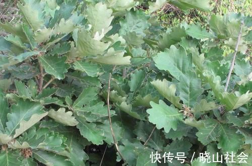 降糖药|血糖高不要怕!常吃这几种天然“降糖药”,血糖轻松降下来