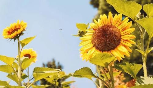  境界|从《西游记》中，看透人生的三重境界