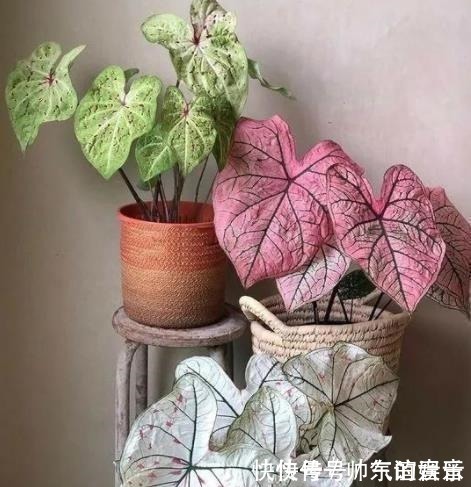 盘点10种耐阴花,北阳台照样生机勃勃,皮实好养有格调