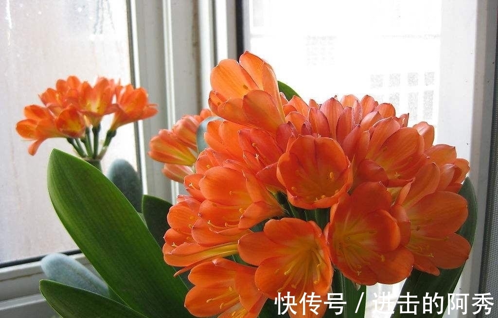 20种“坑人花”,真的很难养,没有三五年的养花经验,别入坑